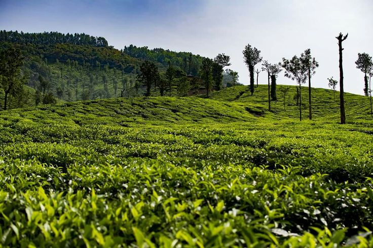 coffee-estate-chikmagaluru
